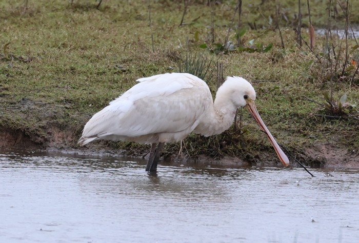 Spoonbill