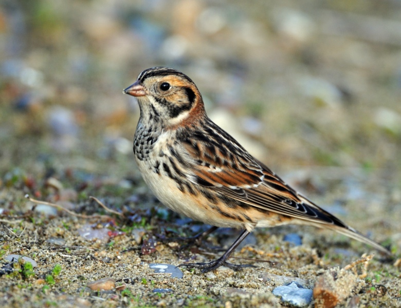 Lapland Bunting