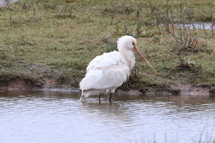 Spoonbill