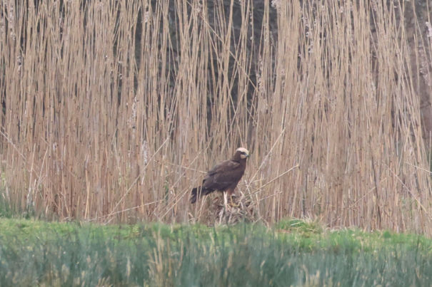 Marsh Harrier