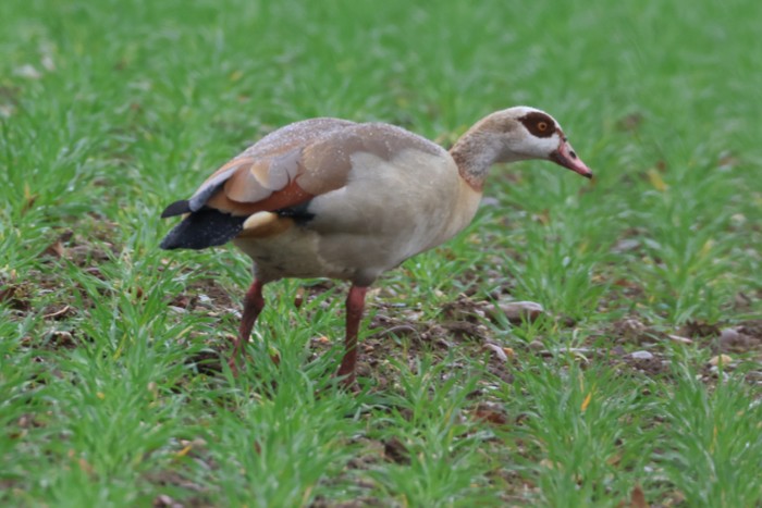 Egyptian Goose