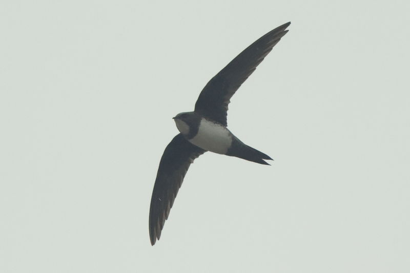 Alpine Swift