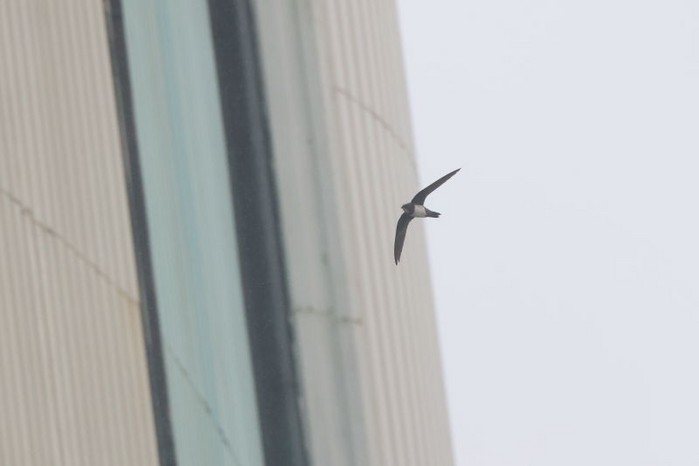 Alpine Swift