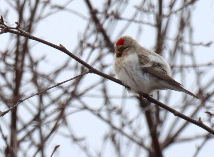 Coues's Arctic Redpoll