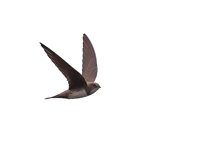 Alpine Swift
