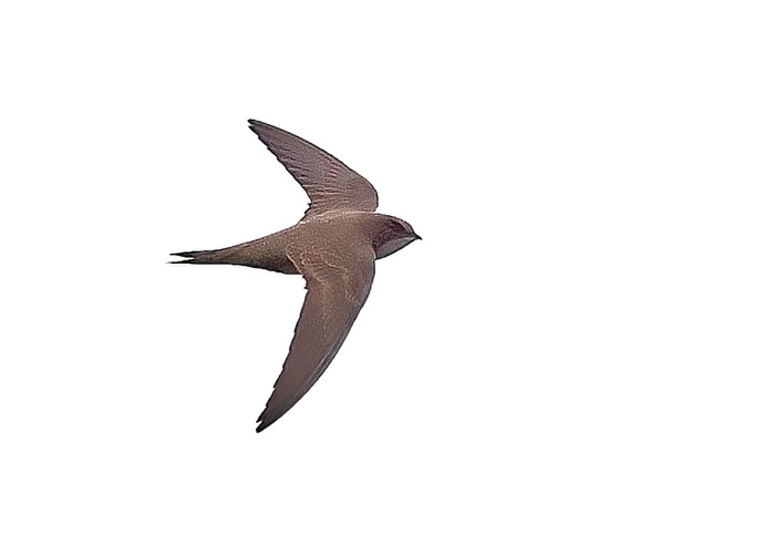 Alpine Swift