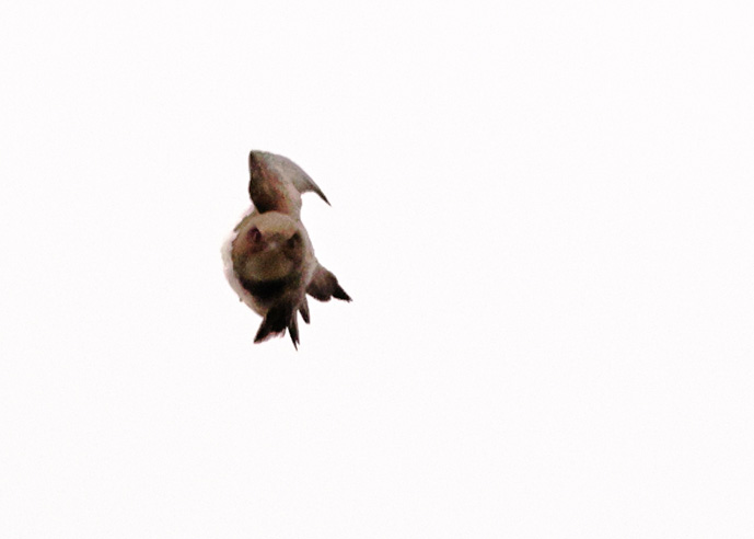 Alpine Swift