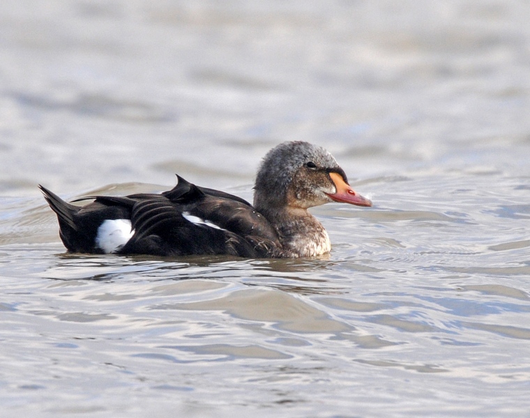 King Eider