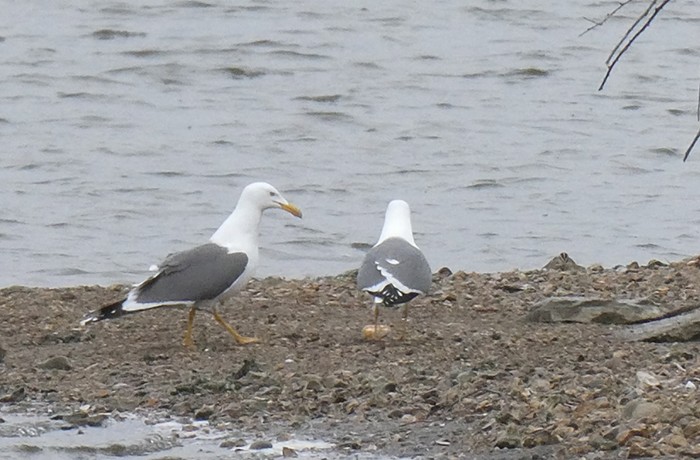 Lesser Black-backed Gull