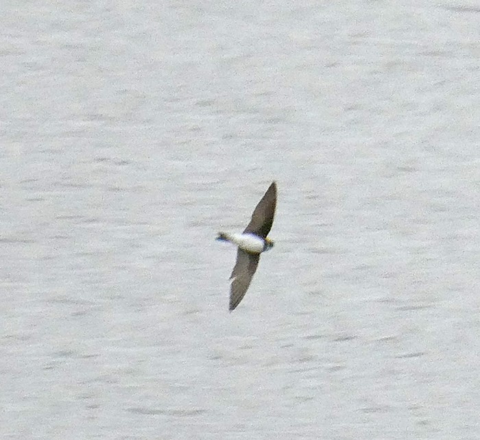 Sand Martin