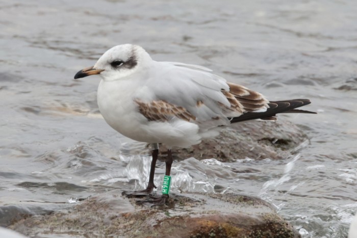 Mediterranean Gull