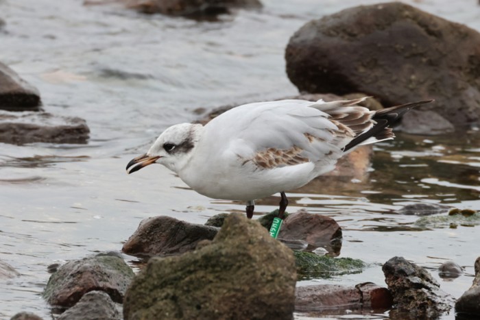 Mediterranean Gull