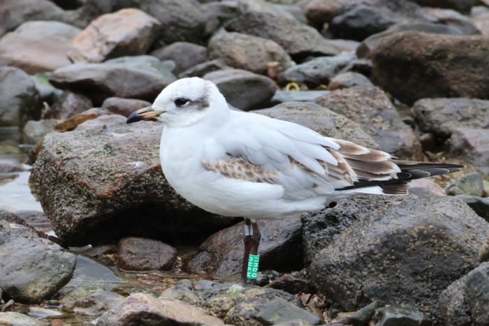 Mediterranean Gull