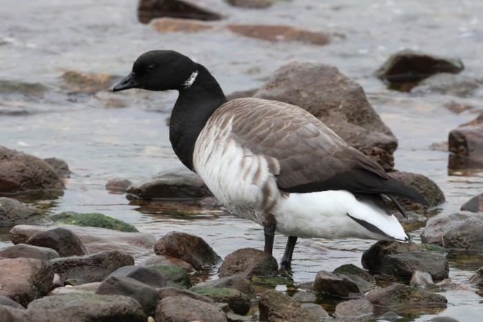 Pale-bellied Brent Goose