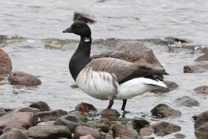 Pale-bellied Brent Goose