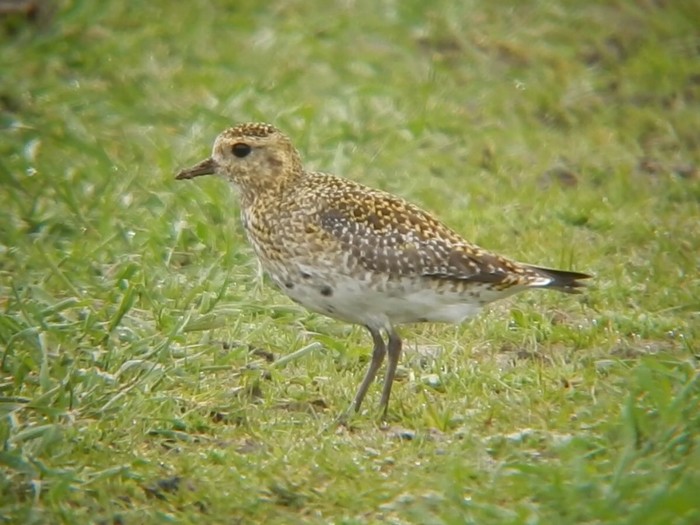 Golden Plover