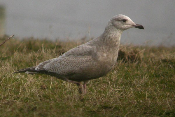 Thayer's Gull