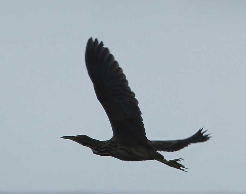 American Bittern