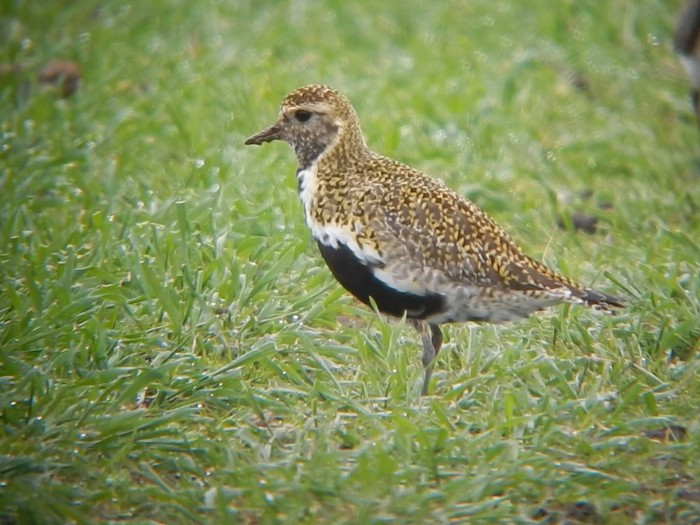 Golden Plover