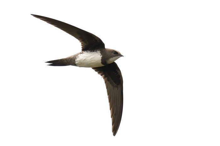 Alpine Swift
