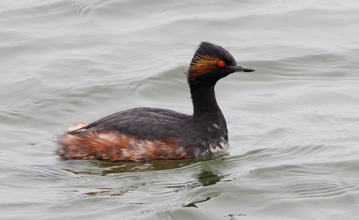 Black-necked Grebe