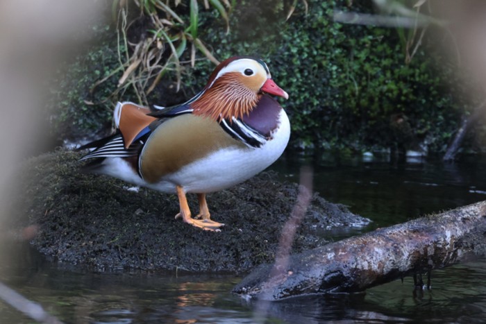 Mandarin