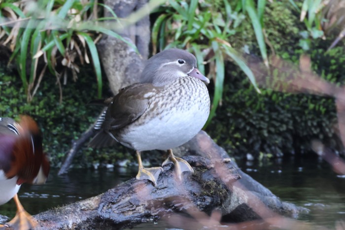 Mandarin