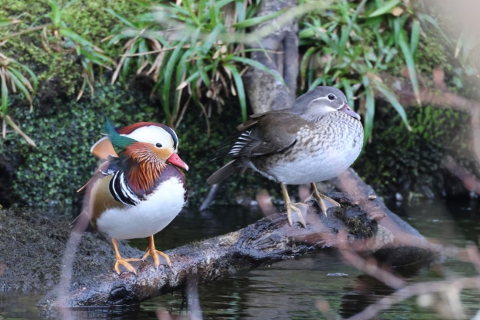 Mandarin