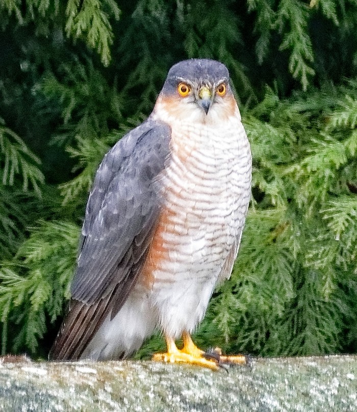 Sparrowhawk