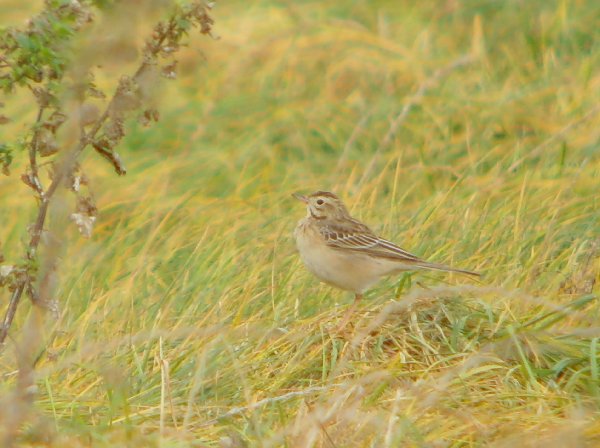 Richard's Pipit