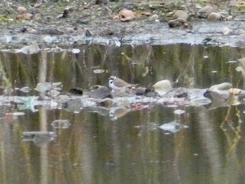 Little Ringed Plover