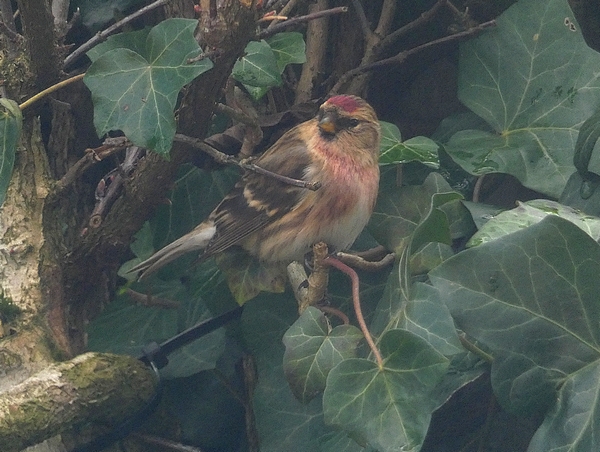 Lesser Redpoll