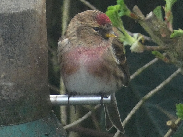 Lesser Redpoll