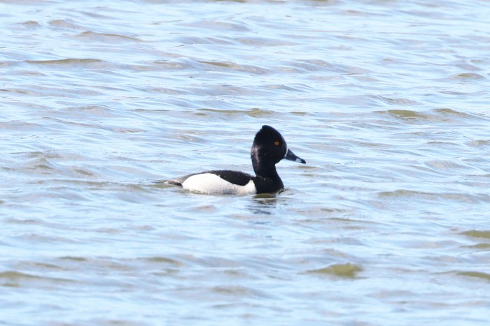 Ring-necked Duck