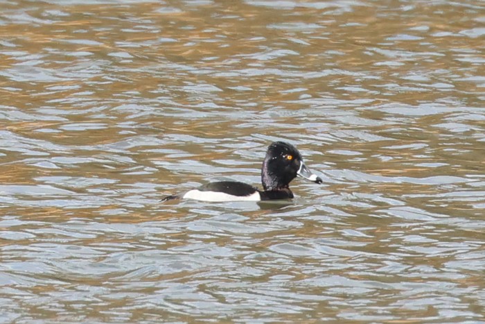 Ring-necked Duck