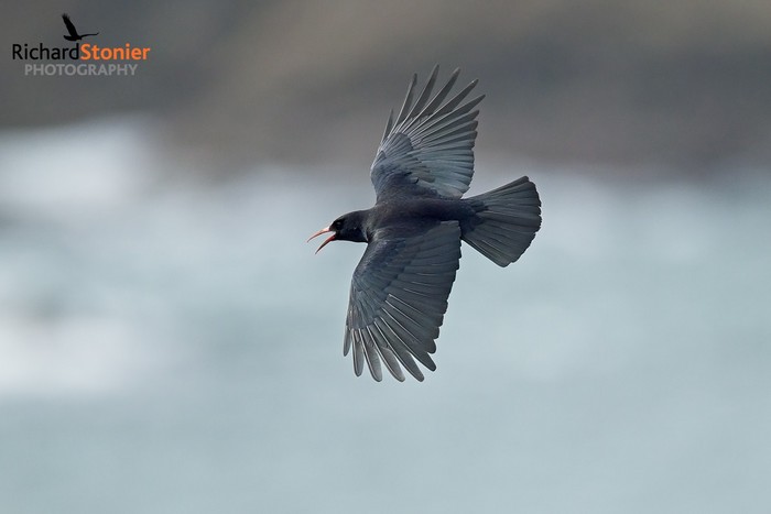 Chough