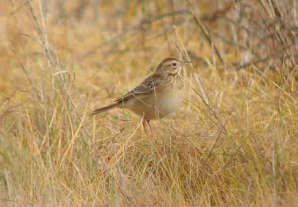Richard's Pipit