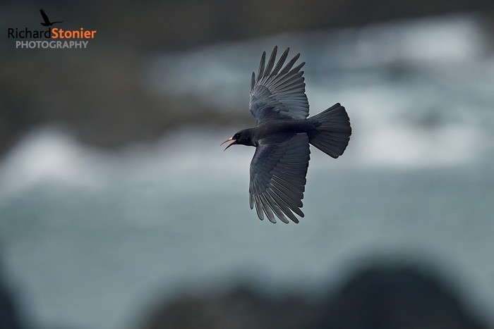 Chough