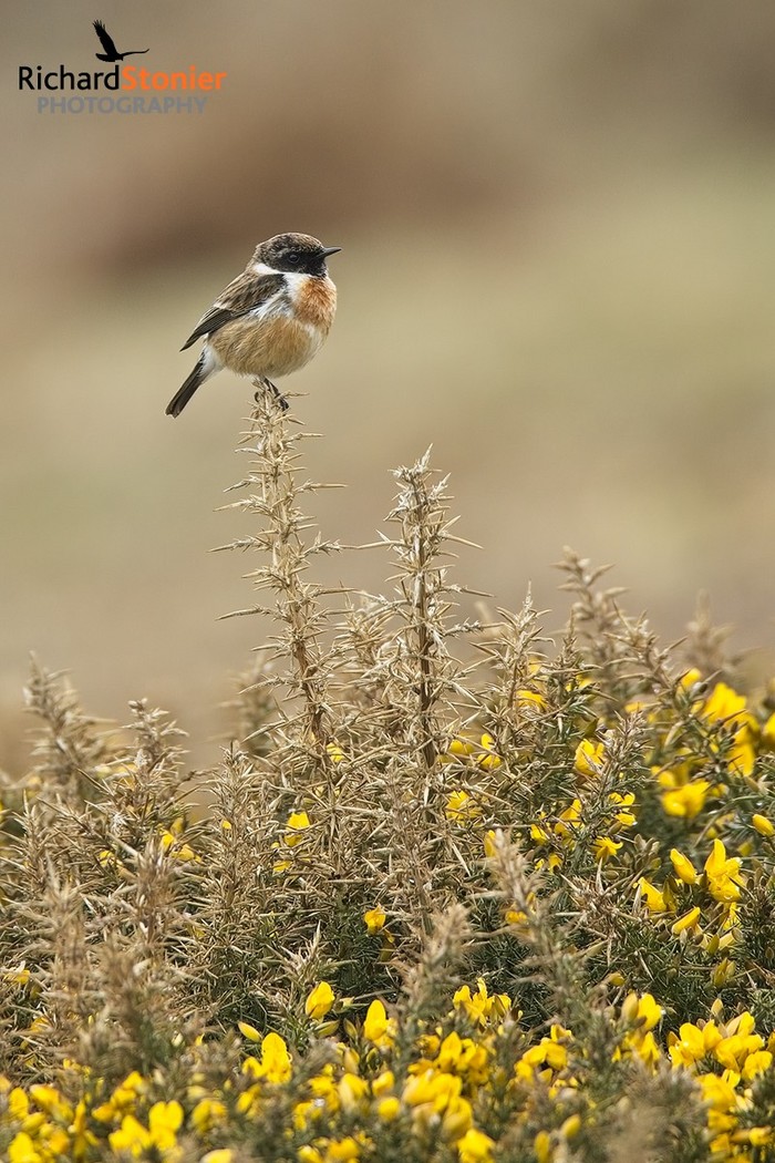 Stonechat