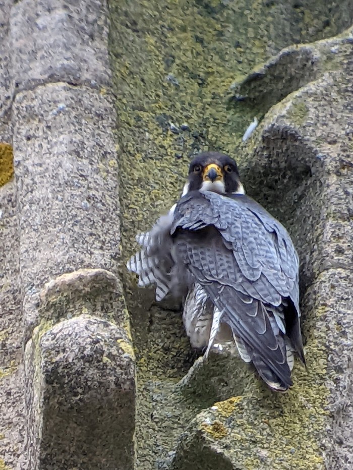 Peregrine
