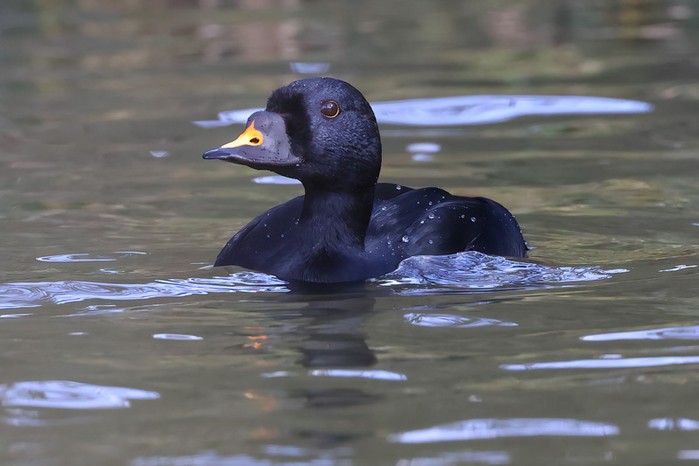 Common Scoter