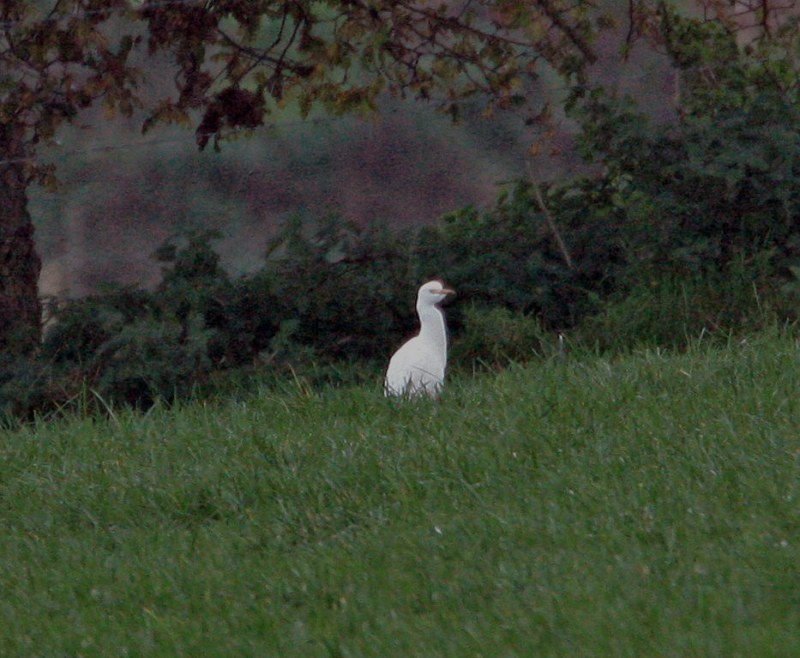 Cattle Egret