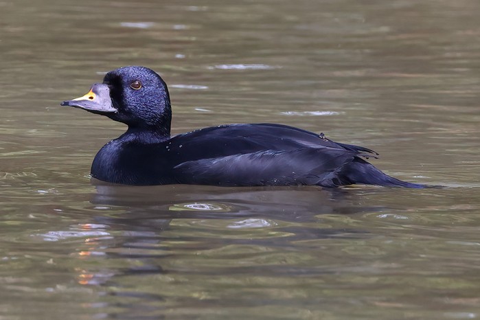 Common Scoter