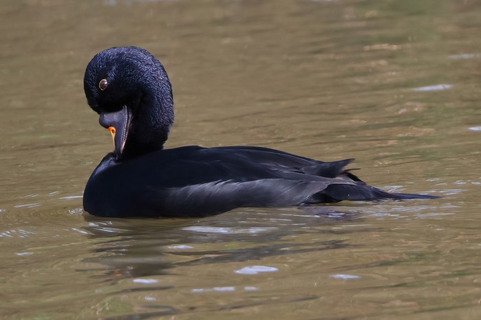 Common Scoter