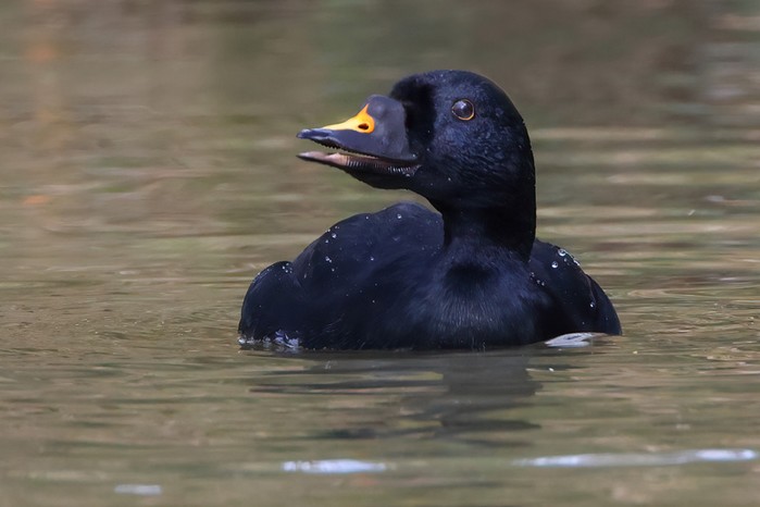 Common Scoter