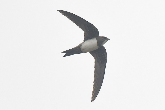 Alpine Swift