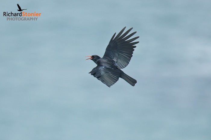 Chough