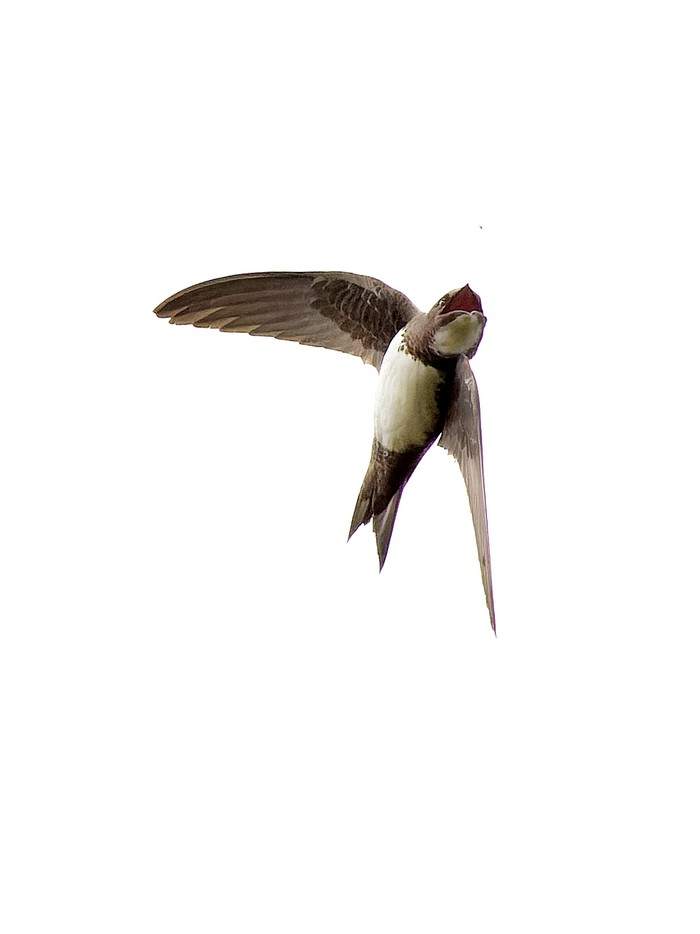 Alpine Swift