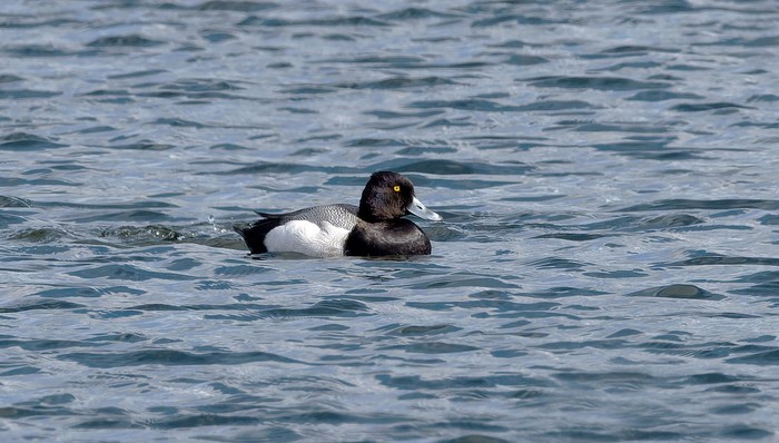 Lesser Scaup
