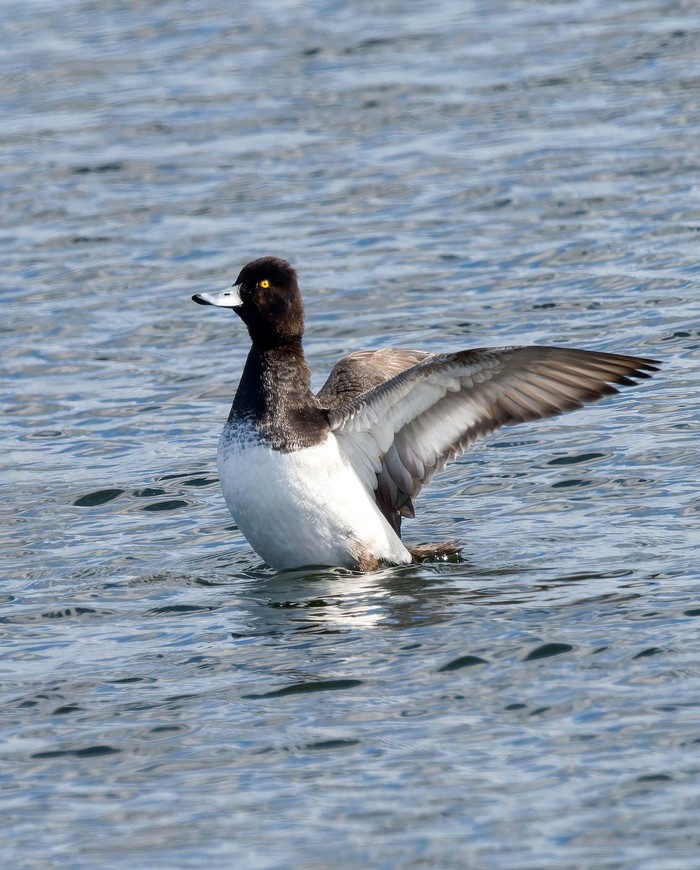 Lesser Scaup